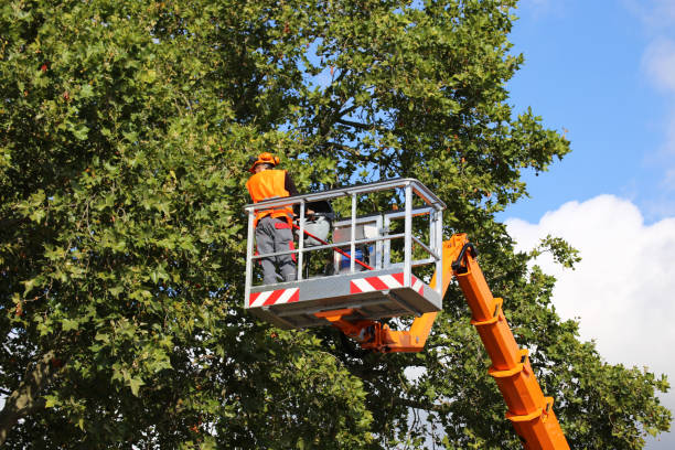 Best Tree Preservation Services  in , AR