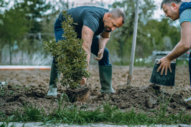 Best Weed Control  in , AR